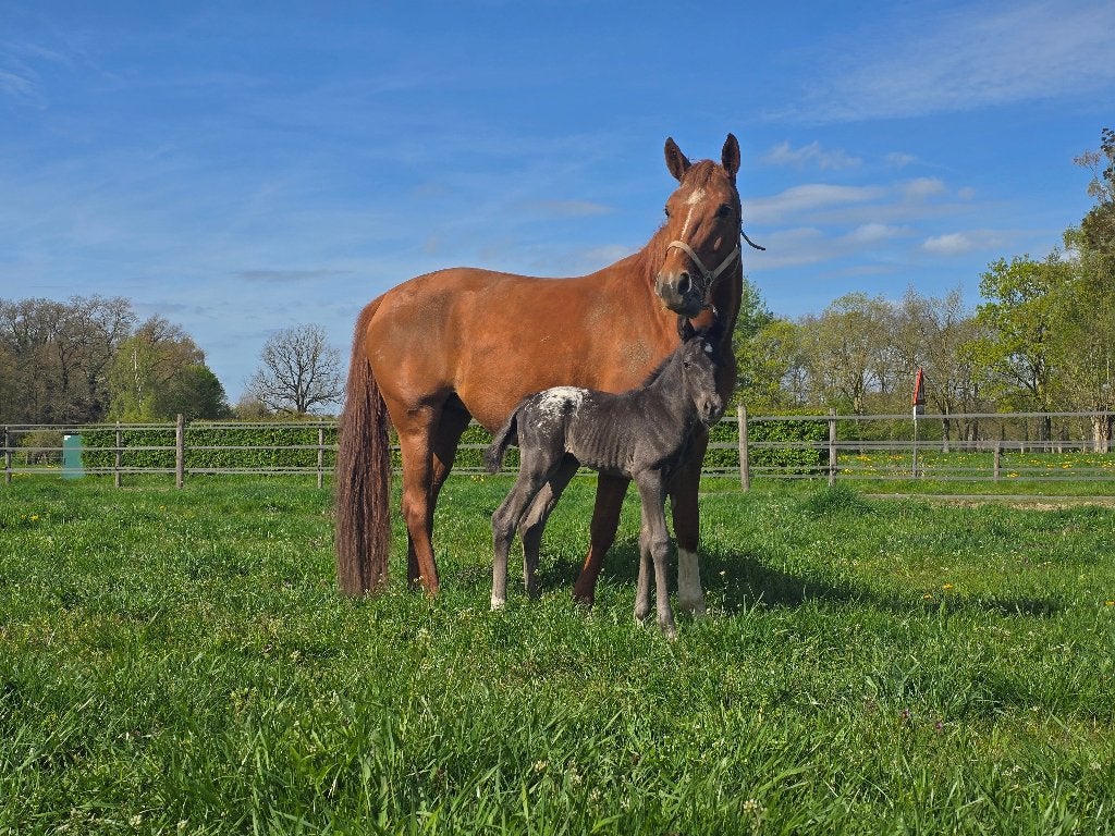 KWPN x Quarter met een appaloosa uitstraling hengst veulen, Minder dan 160 cm, Met stamboom, 0 tot 2 jaar, Hengst