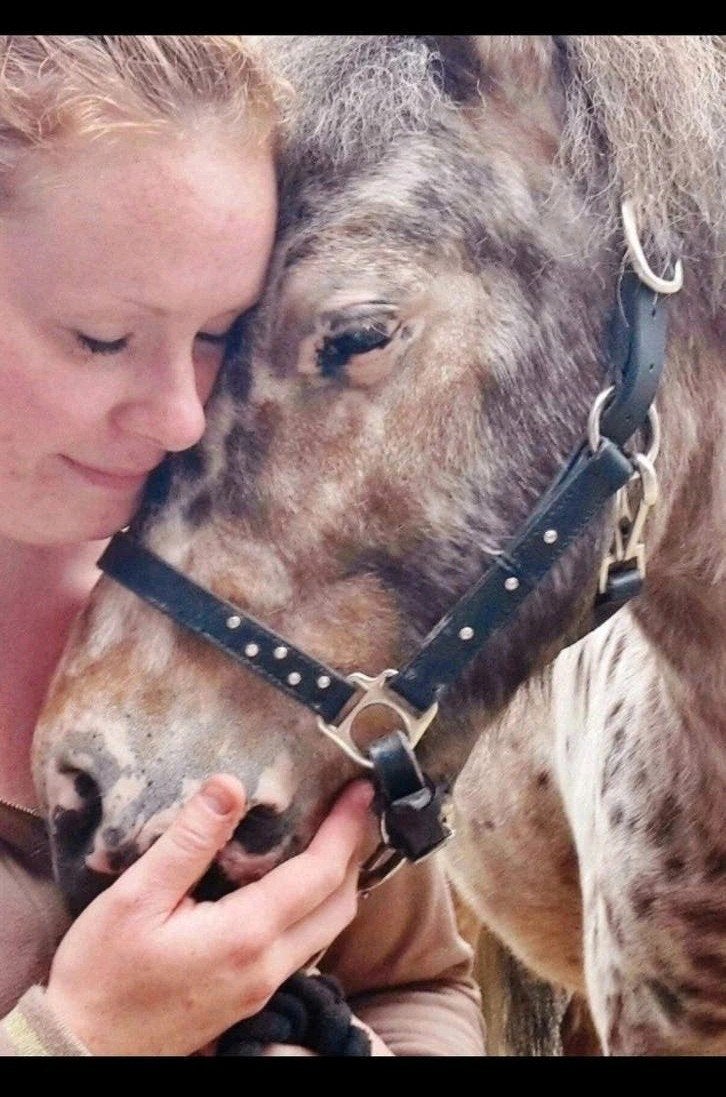 Halster Leer met Stenen, maat pony, Dieren en Toebehoren, Paarden en Pony's | Hoofdstellen en Tuigage, Ophalen of Verzenden, Zo goed als nieuw