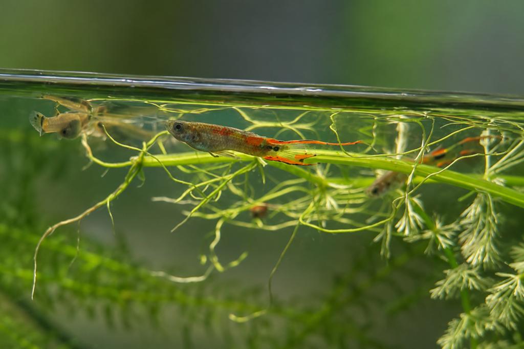 Endler guppy’s - Jong en Volwassen, Dieren en Toebehoren, Vissen | Aquariumvissen, Vis