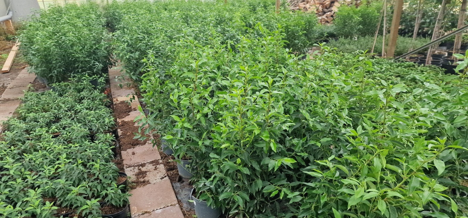 Portugese Laurier - Diverse Maten Vanaf  2,95, Ophalen