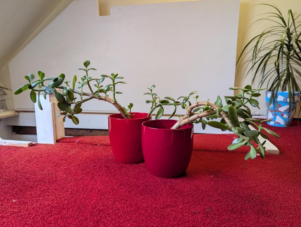 Jade planten sets, Ophalen, Halfschaduw, Minder dan 100 cm