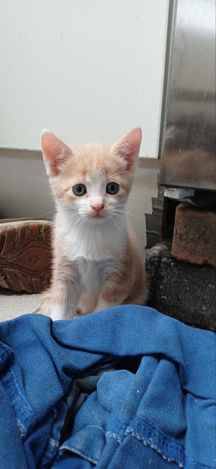 Te koop , 3 lieve kittens ( poesjes), Poes