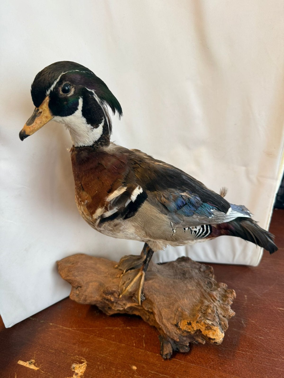 Carolina eend, Ophalen of Verzenden, Nieuw, Vogel, Opgezet dier