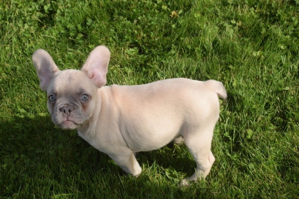 Franse bulldog pup, 15 weken tot 1 jaar, Buitenland, Bulldog, Meerdere