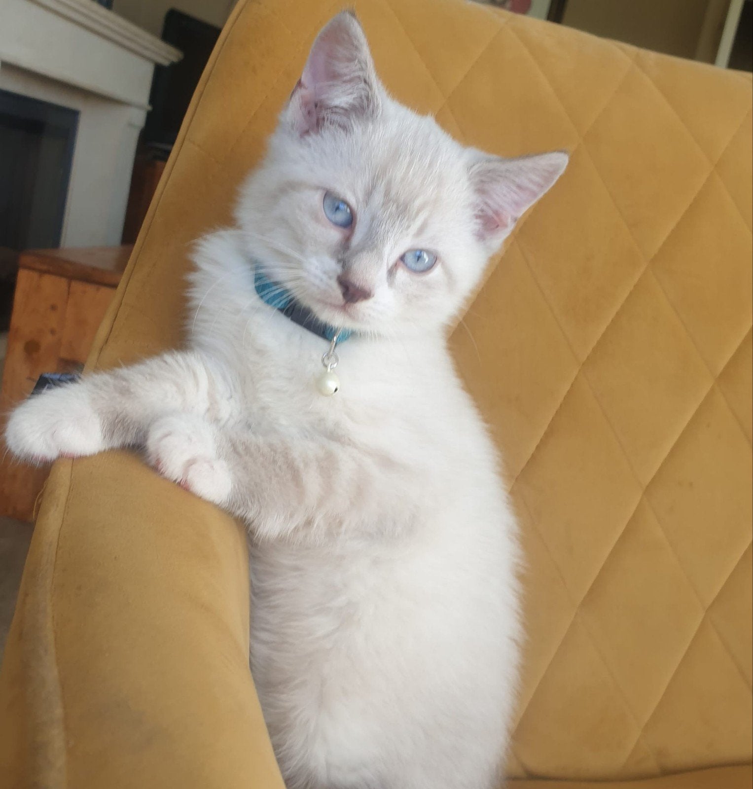 Prachtige -X- siamees/Europese korthaar kittens, Dieren en Toebehoren, Kater, Kortharig, 0 tot 2 jaar