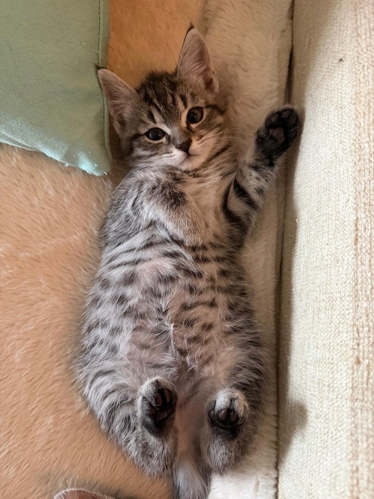 kittens, Meerdere dieren, Ontwormd, 0 tot 2 jaar