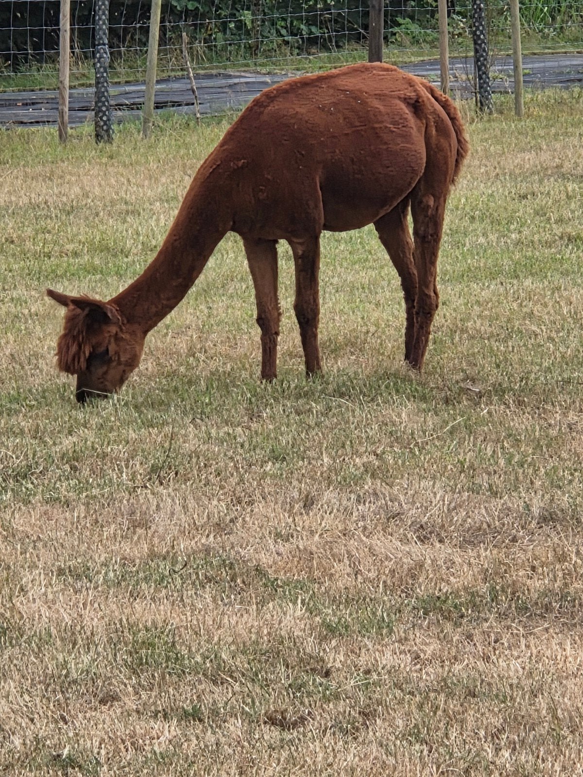 alpaca merrie, Juni, Vrouwelijk