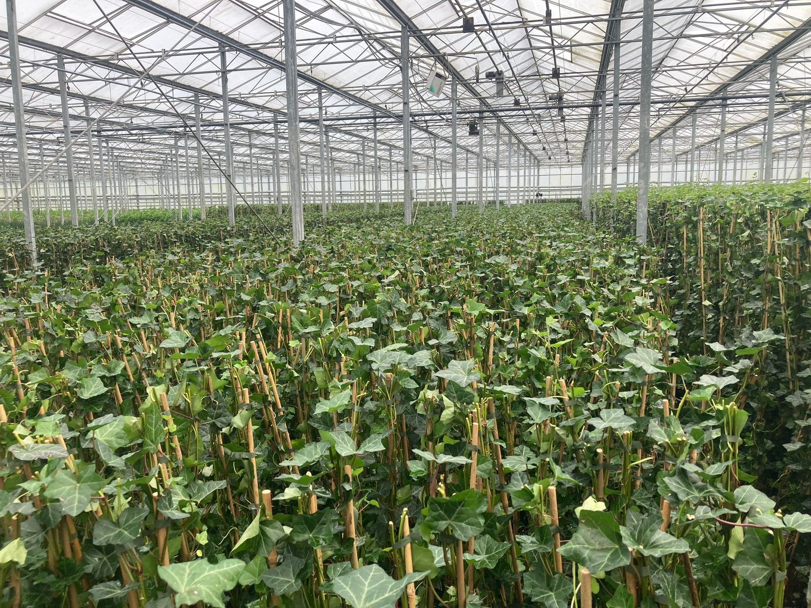Hedera Hibernica - Klimop - Haagplant -  A kwaliteit !, Ophalen, Vaste plant, Bloeit niet, Halfschaduw