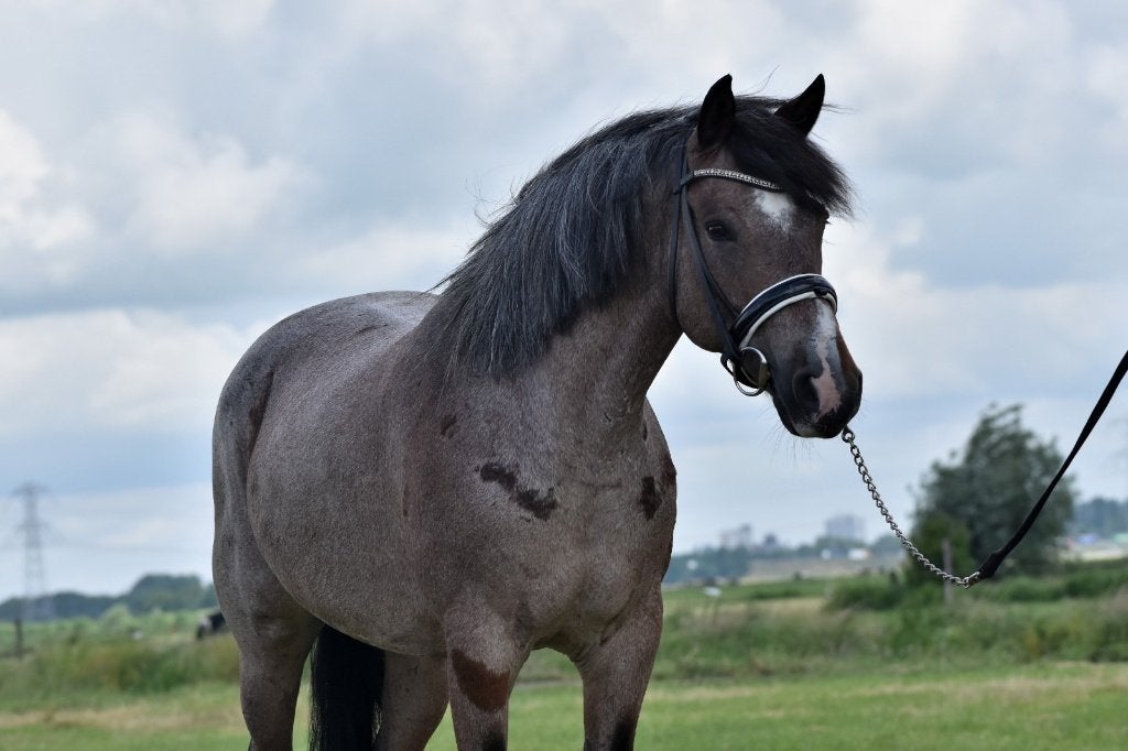 ## MEGA BRAVE, betrouwbare en knappe familie-Epony ##, Dieren en Toebehoren, Pony's, Met stamboom, Dressuurpony, 7 tot 10 jaar