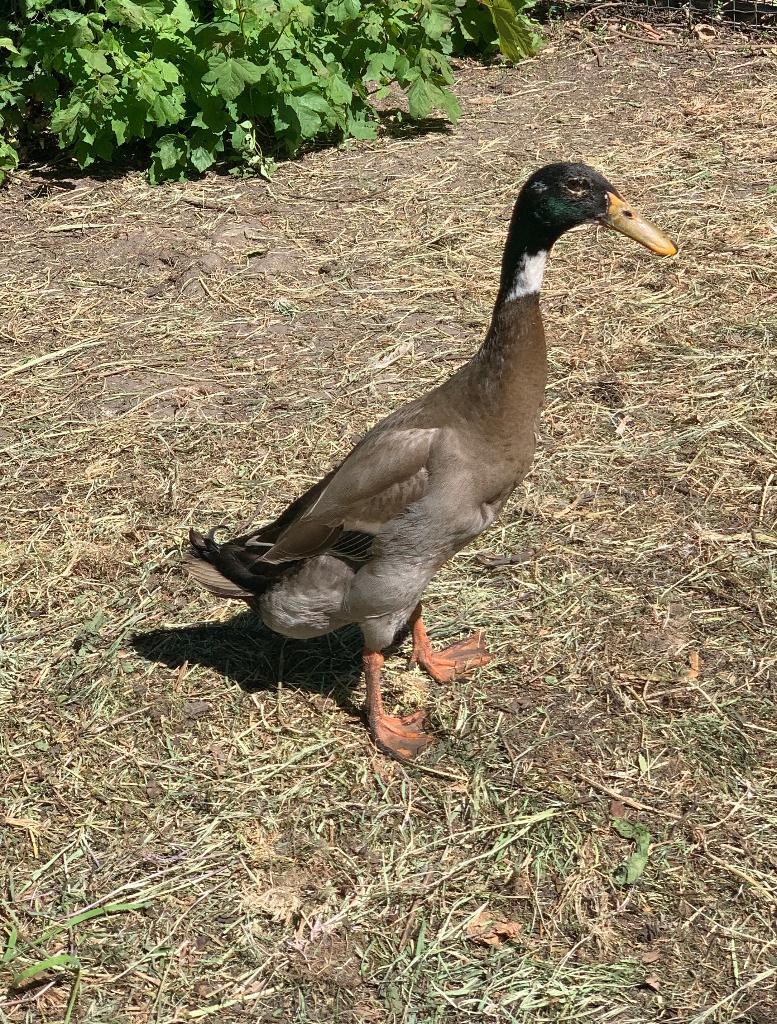 Indische loopeend, Dieren en Toebehoren, Pluimvee, Mannelijk, Eend