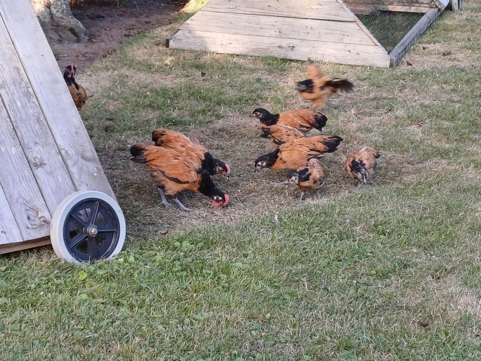 Vorwerkhoen kriel trio, Dieren en Toebehoren, Pluimvee, Meerdere dieren, Kip
