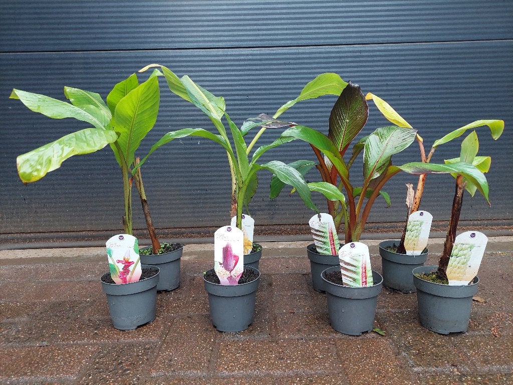 Musa mix - Verschillende soorten Bananenplanten H: 40-50 cm., Vaste plant, Halfschaduw, Zomer, Ophalen