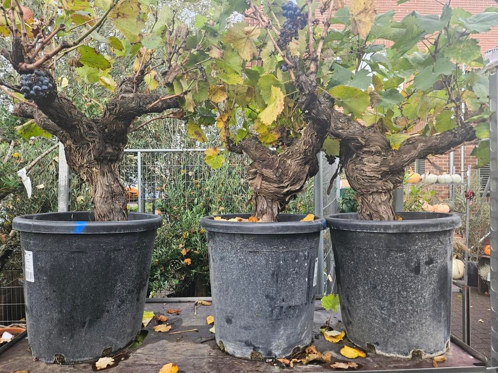 Grote dikke druif Vitis Vinifera op oude stam, Verzenden, Overige soorten, Halfschaduw