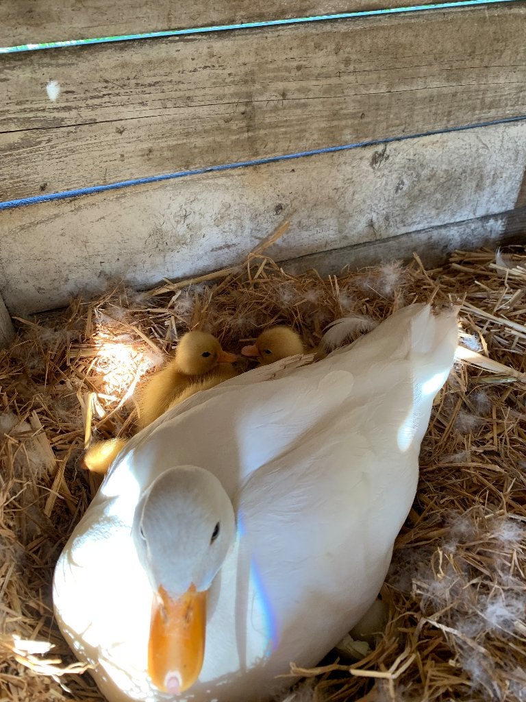 Mooie witte hollandse kwakers, Dieren en Toebehoren, Meerdere dieren, Eend