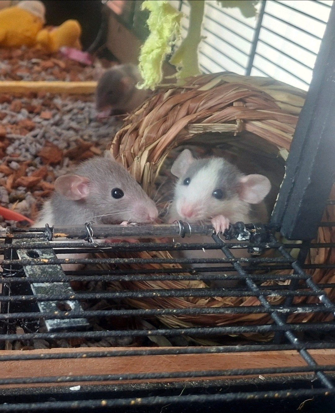 Jonge Dumbo ratjes! (Rex en standaard), Dieren en Toebehoren, Rat, Juni, Meerdere dieren, Tam