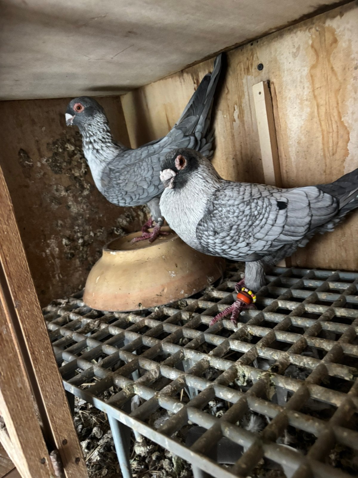 Koppel, Dieren en Toebehoren, Meerdere dieren, Overige soorten