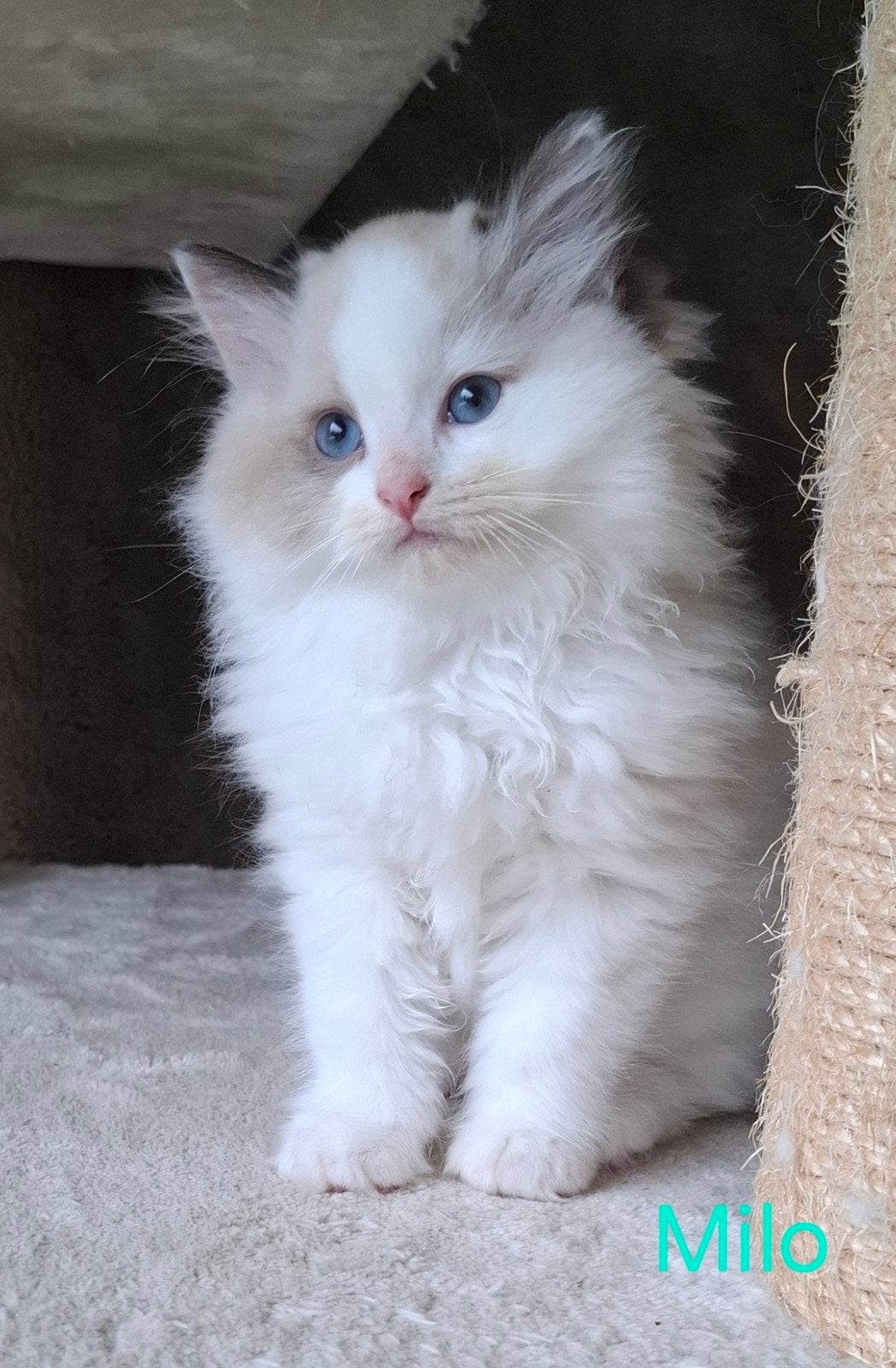 Lieve Ragdoll kittens, Kater, Gechipt, 0 tot 2 jaar