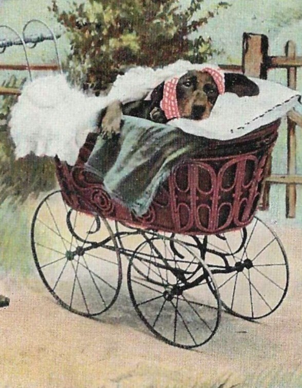 Teckel hond in kinderwagen, Ophalen of Verzenden, Voor 1920, Gelopen, Voertuig