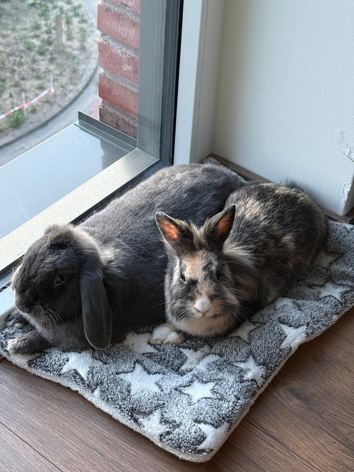 Gouden huisje gezocht!!, Dieren en Toebehoren, Konijnen, Mannelijk, 0 tot 2 jaar