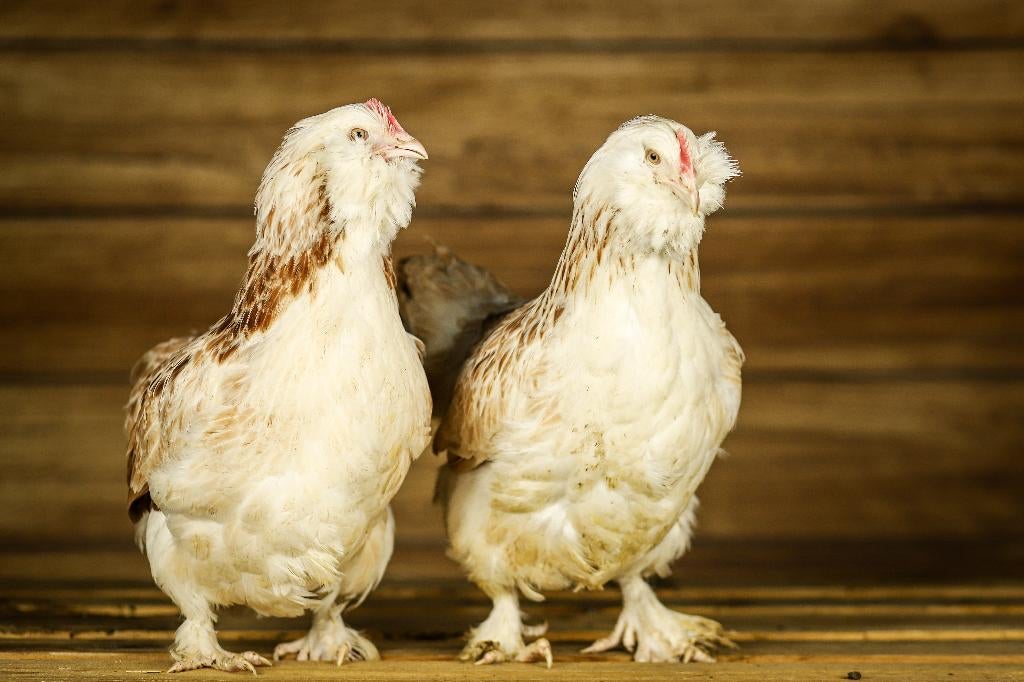 Faverolle groot | Rustige kippen | Vertrouwelijke kippen, Dieren en Toebehoren, Pluimvee, Kip, Vrouwelijk