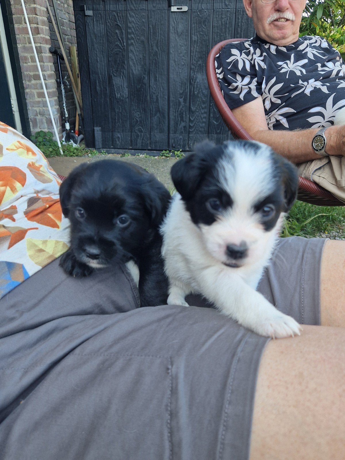Prachtige Kruising Pups, 8 tot 15 weken, Meerdere, Meerdere dieren, Nederland