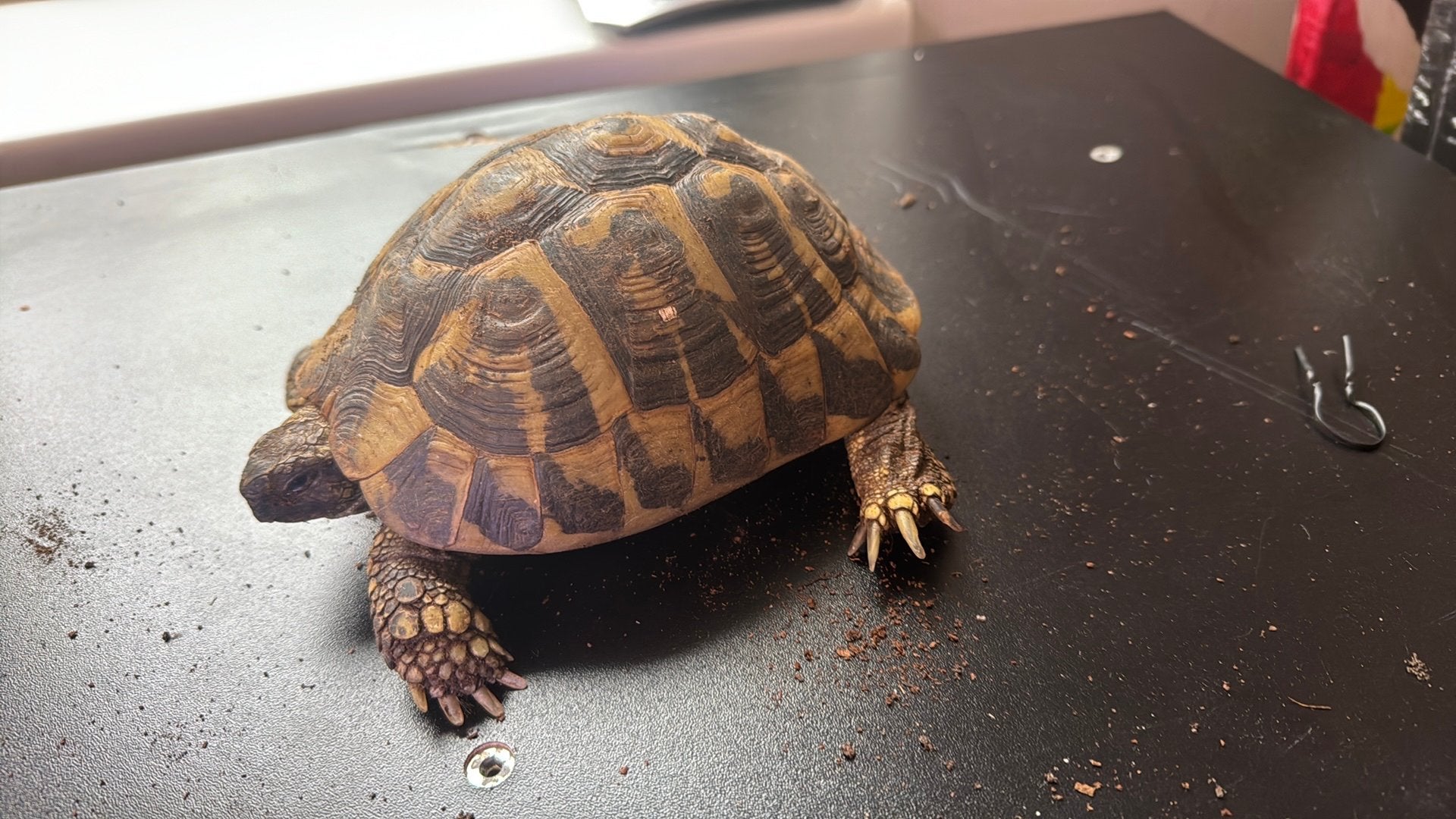 Testudo Hermanni Hermanni vrouw (2014)