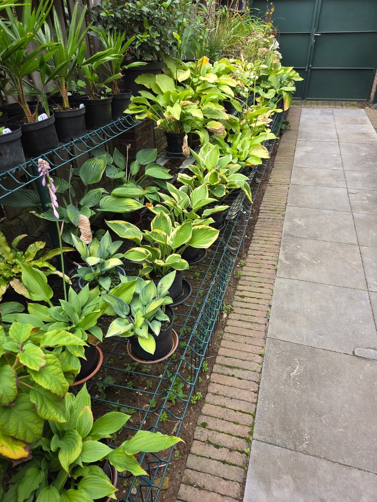 grote potten hosta's €2.50, Ophalen, Hortensia, Minder dan 100 cm