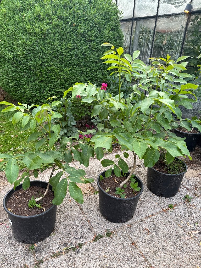 Zelfgekweekte walnotenbomen te koop, Bloeit niet, Halfschaduw, Overige soorten, 100 tot 250 cm