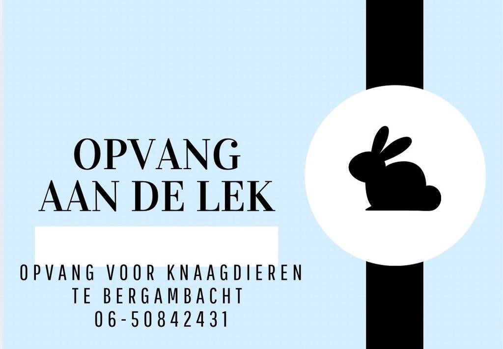 Opvang aan de Lek knaagdieren /shetlanders, Oppas