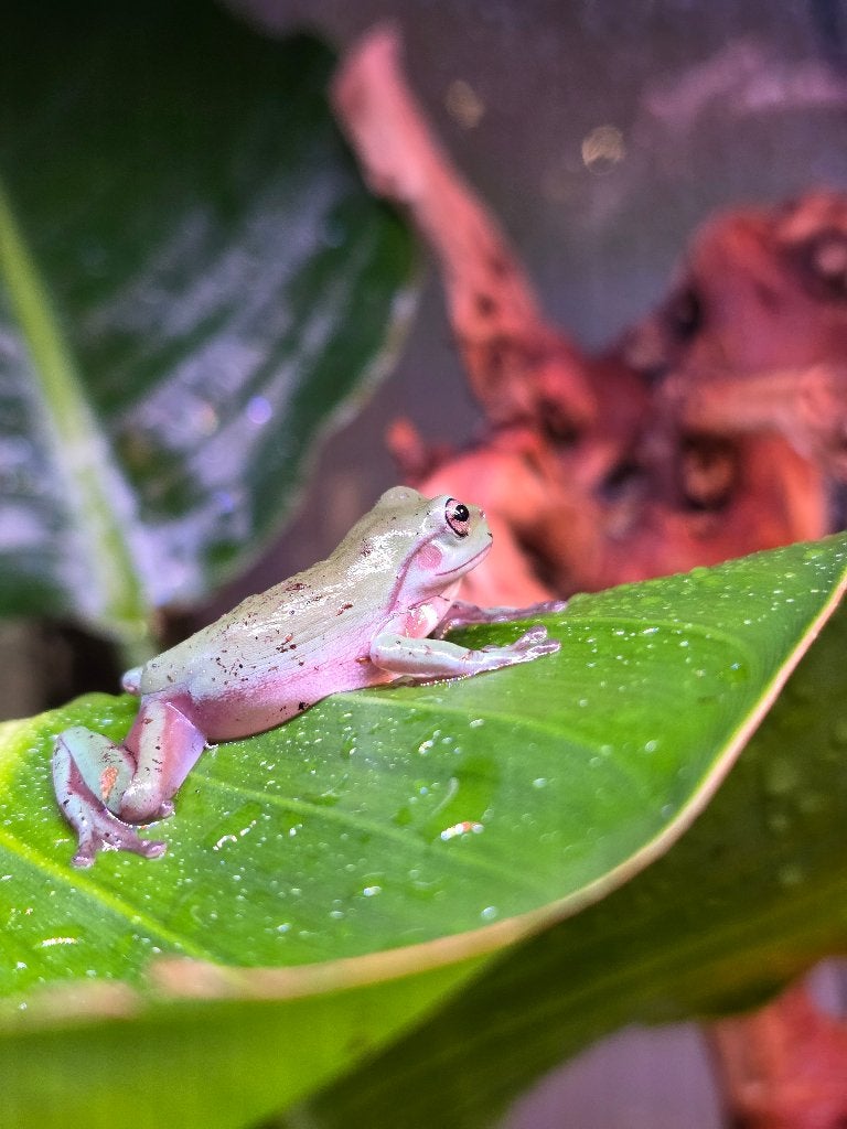 koraalteen boomkikkers (Litoria caerulea) Frog photo 3
