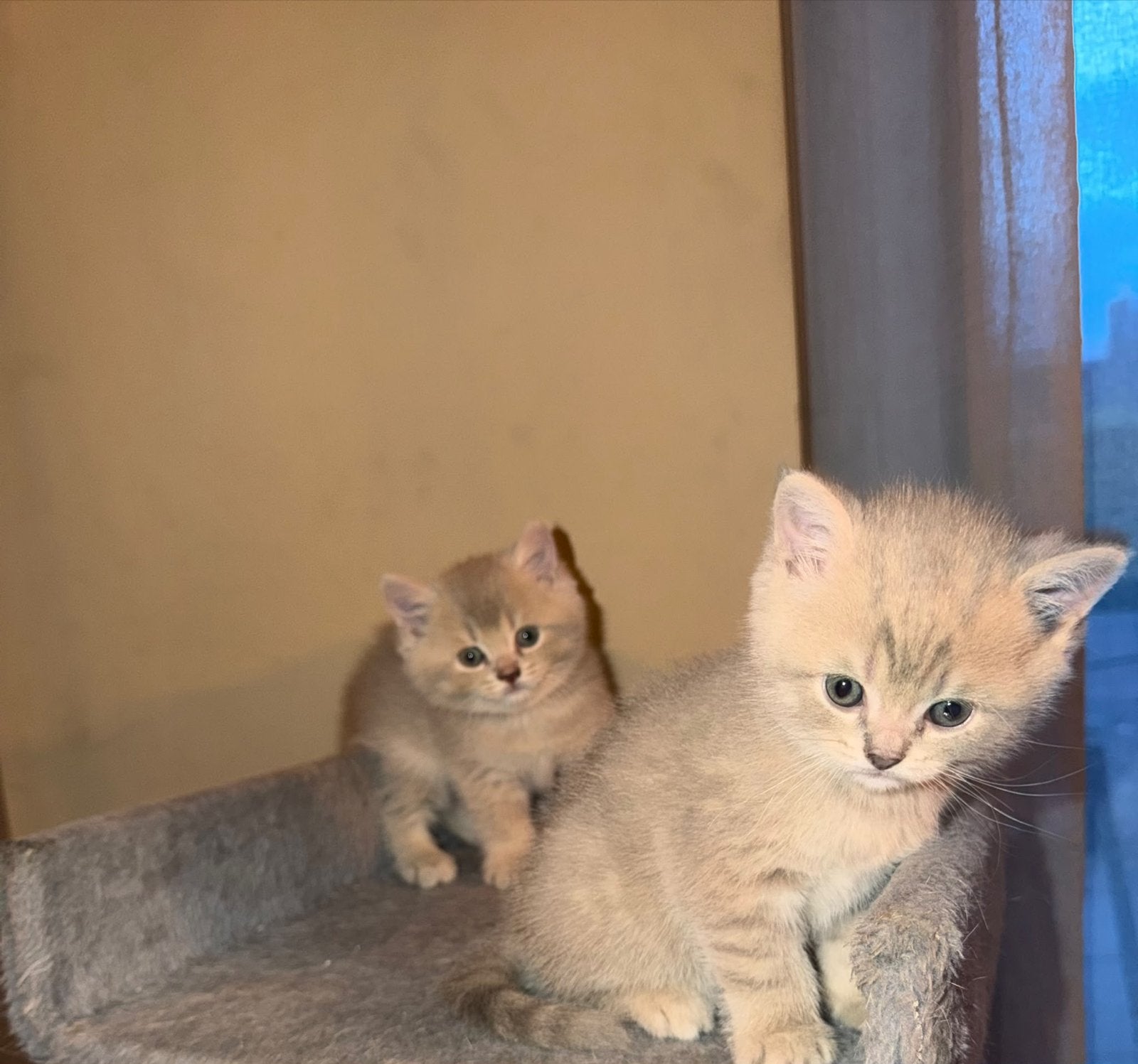 Britse korthaar kittens, Dieren en Toebehoren, Katten en Kittens | Overige Katten, Kater