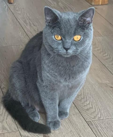 Britse korthaar poes, Kater, Ontwormd, 0 tot 2 jaar