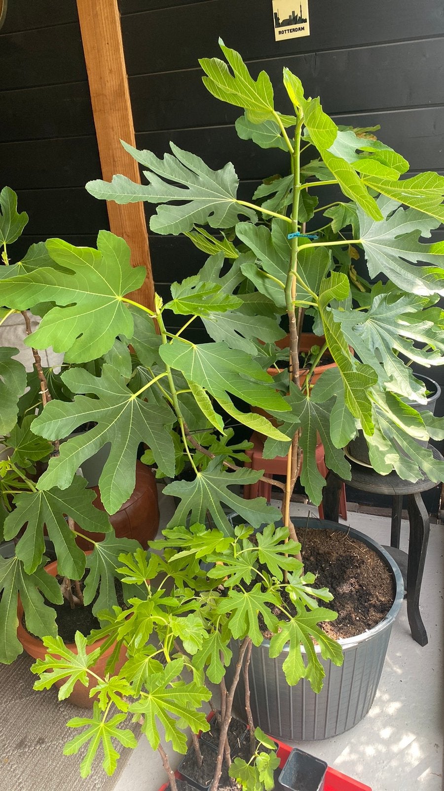 Vijg, Tuin en Terras, Planten | Bomen, Overige soorten, Volle zon, Ophalen