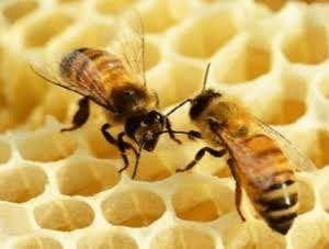 Meerdere Carnica Volkeren te koop, Dieren en Toebehoren, Insecten en Spinnen, Bijen