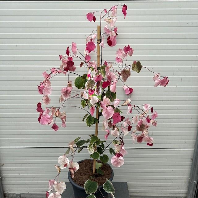 Cercis of Judasboom, Ophalen of Verzenden, Lente, In pot, 100 tot 250 cm