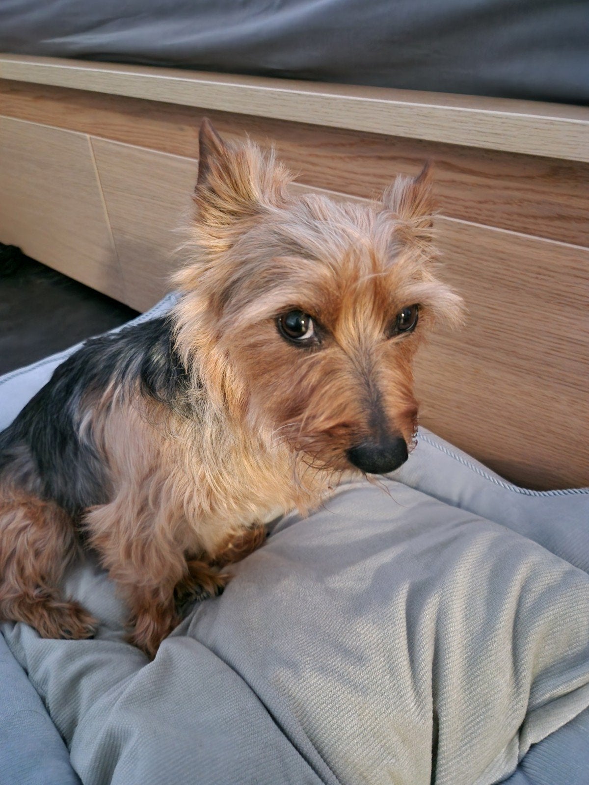 Gouden mandje aangeboden voor klein blijvende pup, Jack Russell Terriër, 8 tot 15 weken, Teef, Parvo