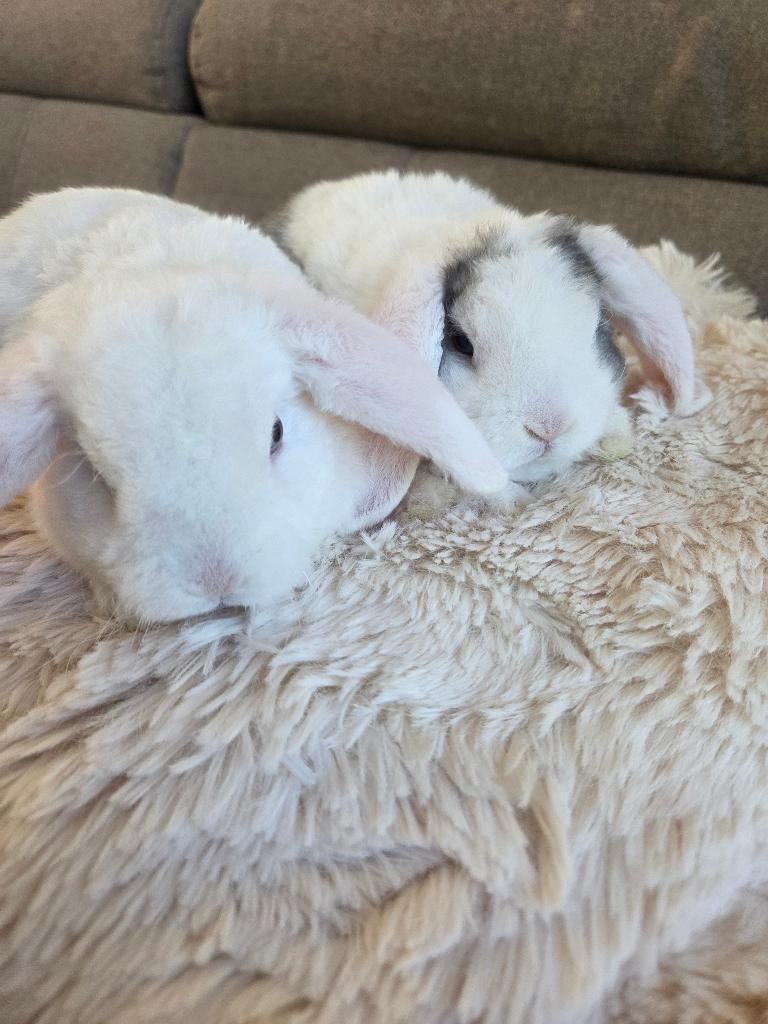 Rex hangoorkonijnen, Dieren en Toebehoren, Konijnen, Vrouwelijk, Klein, Hangoor, 0 tot 2 jaar