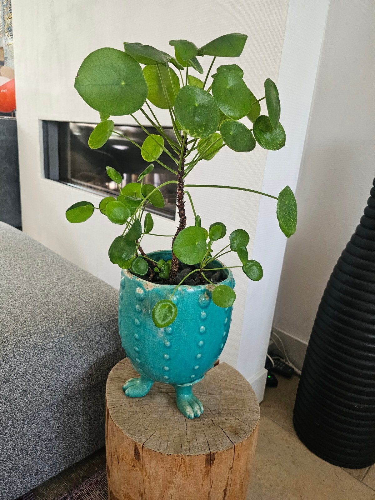 Plant in leuke pot, Ophalen