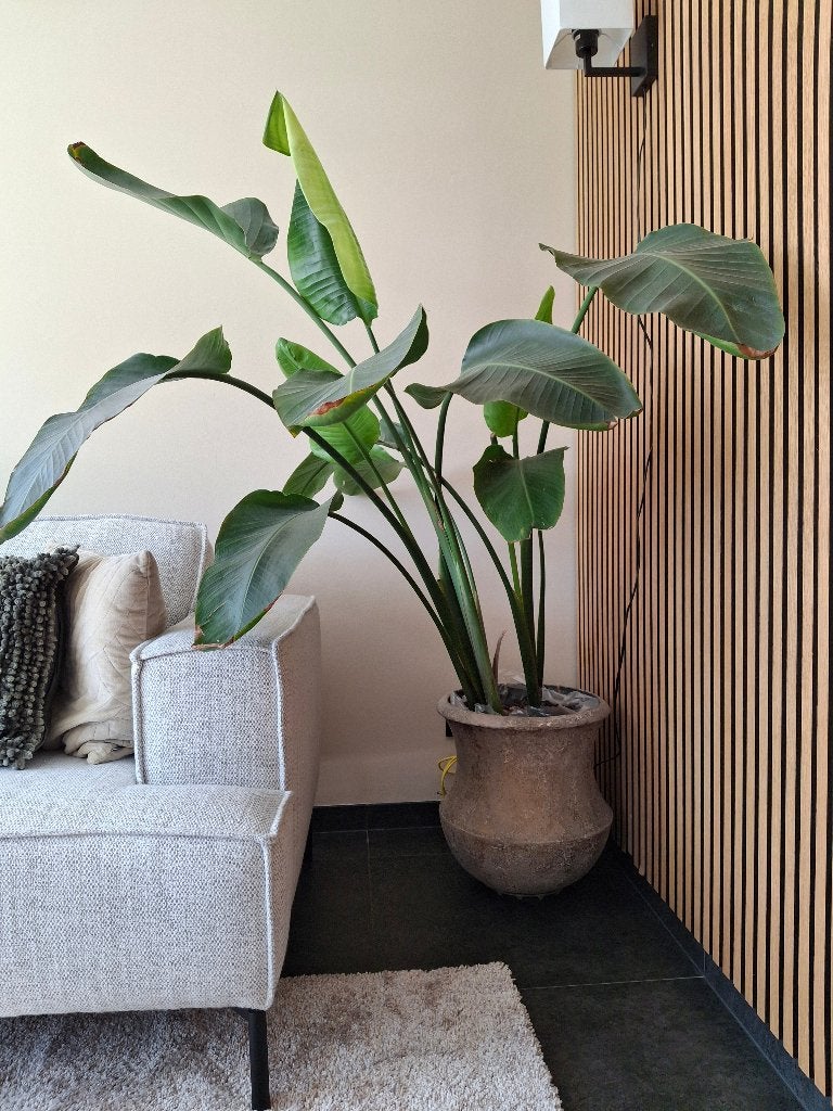 Strelitzia in pot, Rond, Binnen, Zo goed als nieuw, Aardewerk