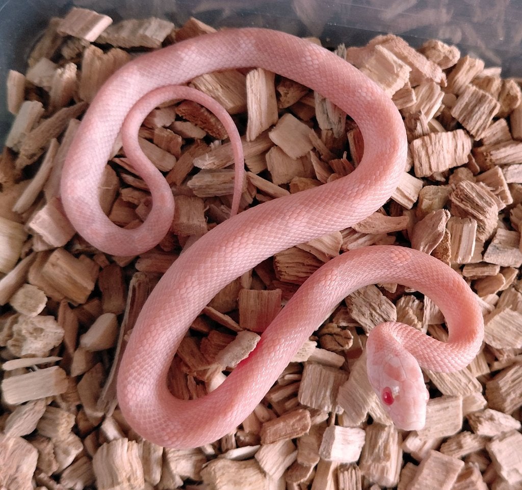 Korenslangen nk2026 (super) red factor hypo snow tess, mtly Corn Snake photo 8