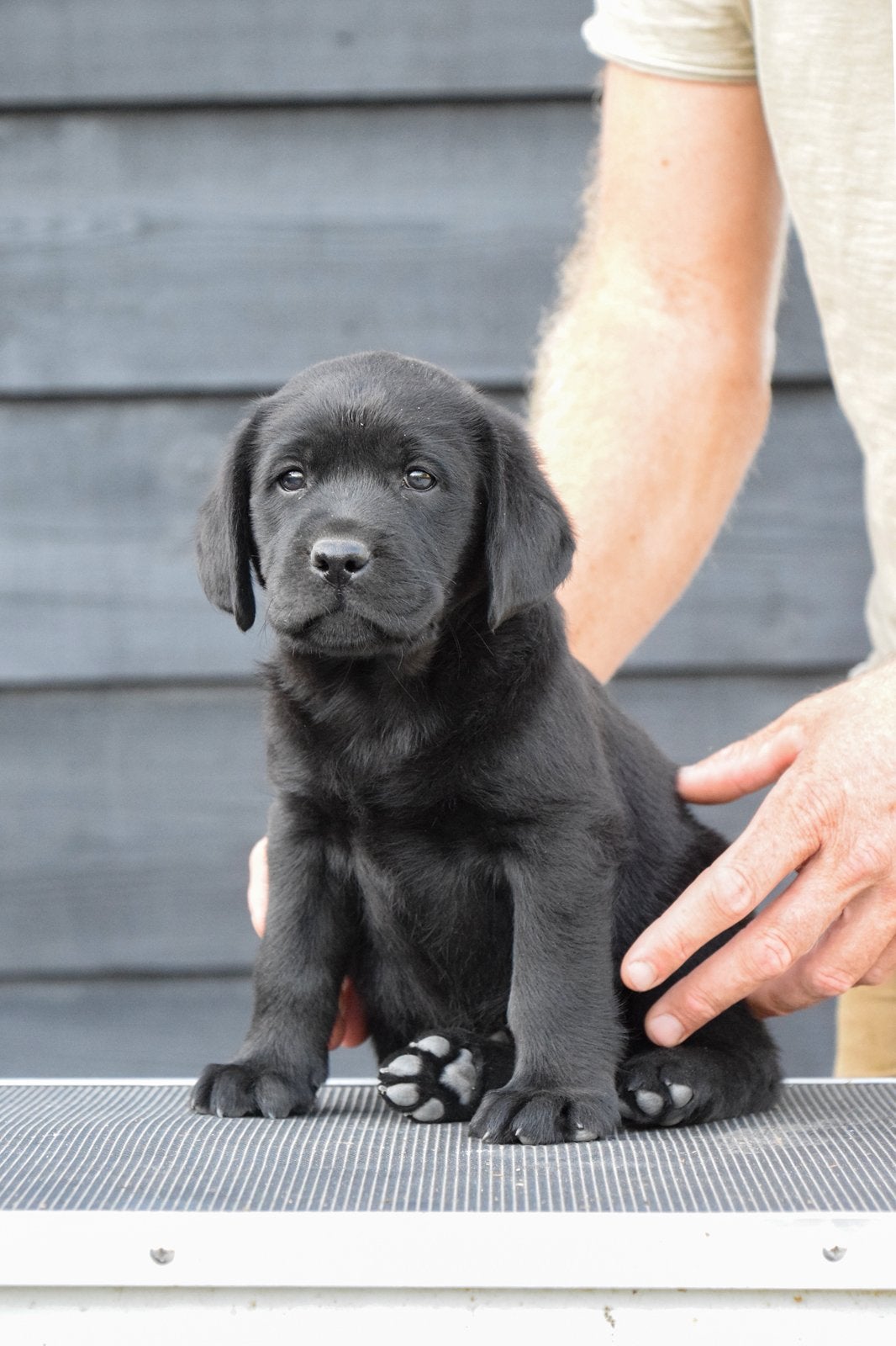 Labrador retriever pups met stamboom, 8 tot 15 weken, Labrador retriever, Parvo, Meerdere