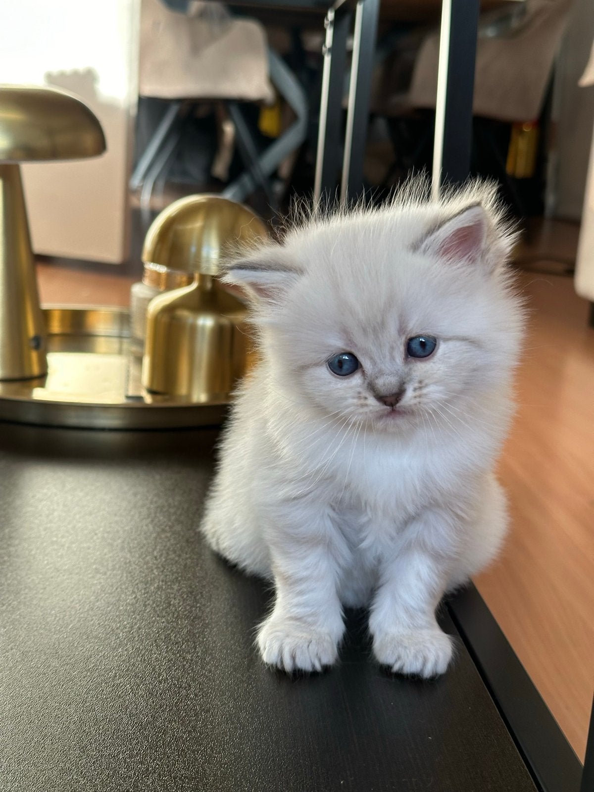Ragdoll kat, Dieren en Toebehoren