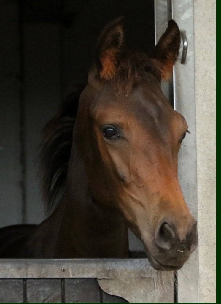 Prachtig merrie veulen, Merrie, Dressuurpaard, Met stamboom, 0 tot 2 jaar