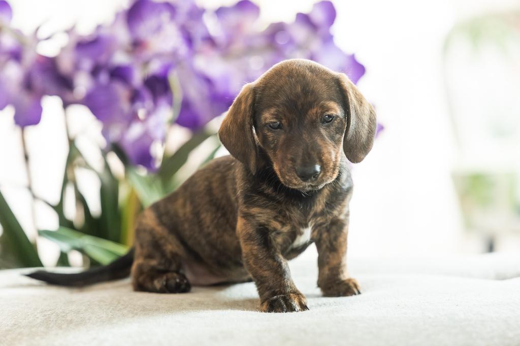 Hele knappe en gezonde teckel pups - nog 1 beschikbaar, Parvo, 8 tot 15 weken, Korthaar, Dwerg