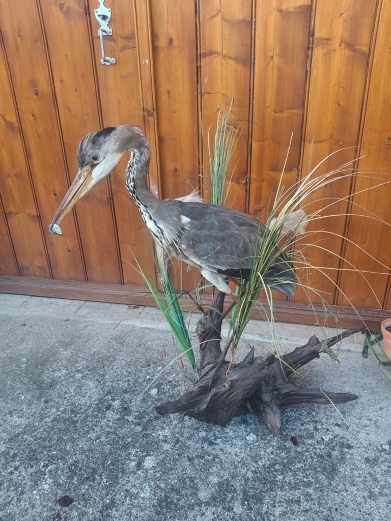 Opgezette Reiger met Vis - Uniek - taxidermie, Verzamelen, Ophalen, Gebruikt