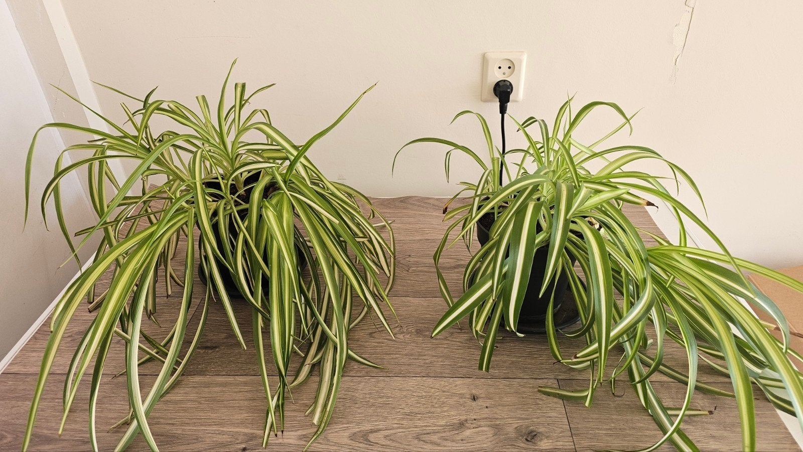 Graslelie (Chlorophytum comosum,Spider plant) kamerplant, Huis en Inrichting, Kamerplanten, Ophalen, Halfschaduw, Minder dan 100 cm