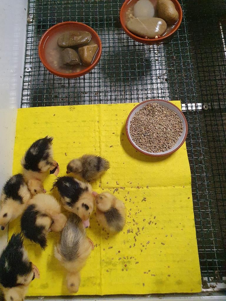 Jonge kwakertjes kuikens en eieren wit bond en wildkleur, Meerdere dieren, Eend