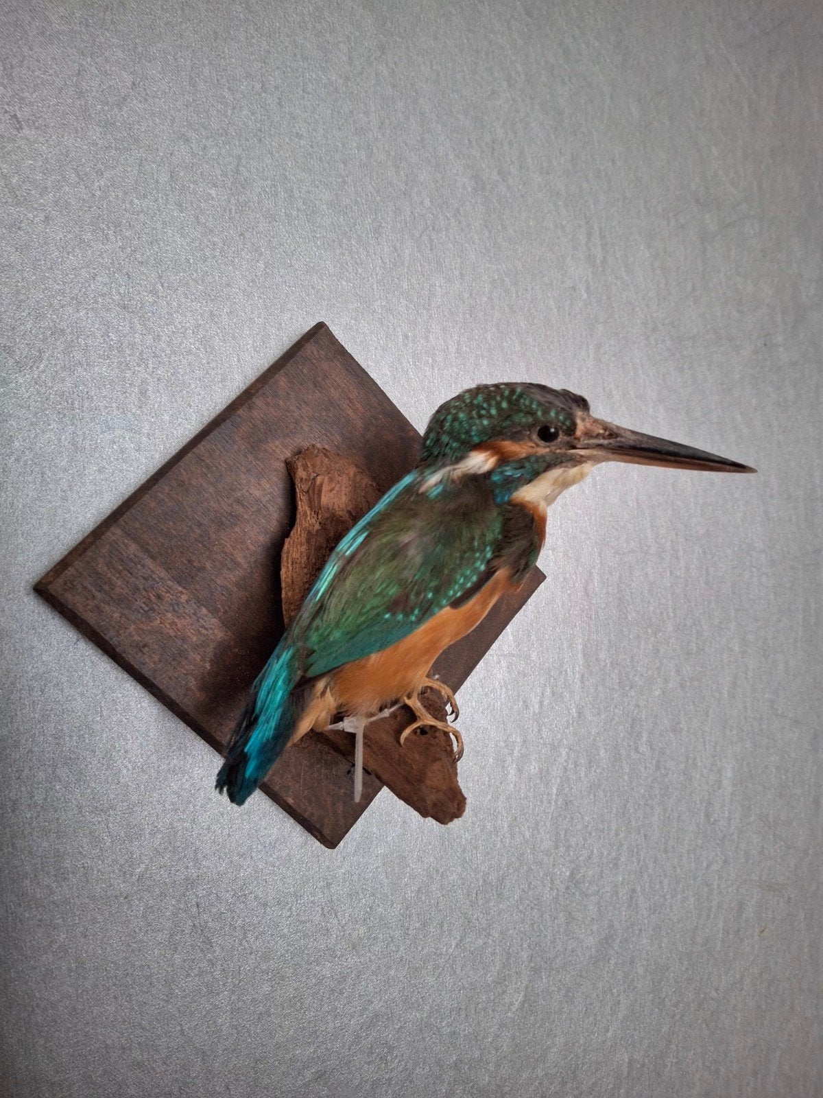 Prachtig geprepareerd  ijsvogeltje, Ophalen of Verzenden, Zo goed als nieuw, Vogel, Opgezet dier