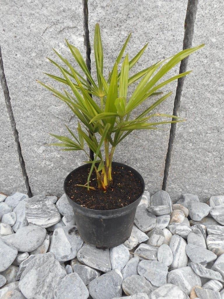 Planten, Overige soorten, Volle zon, Vaste plant, Ophalen of Verzenden