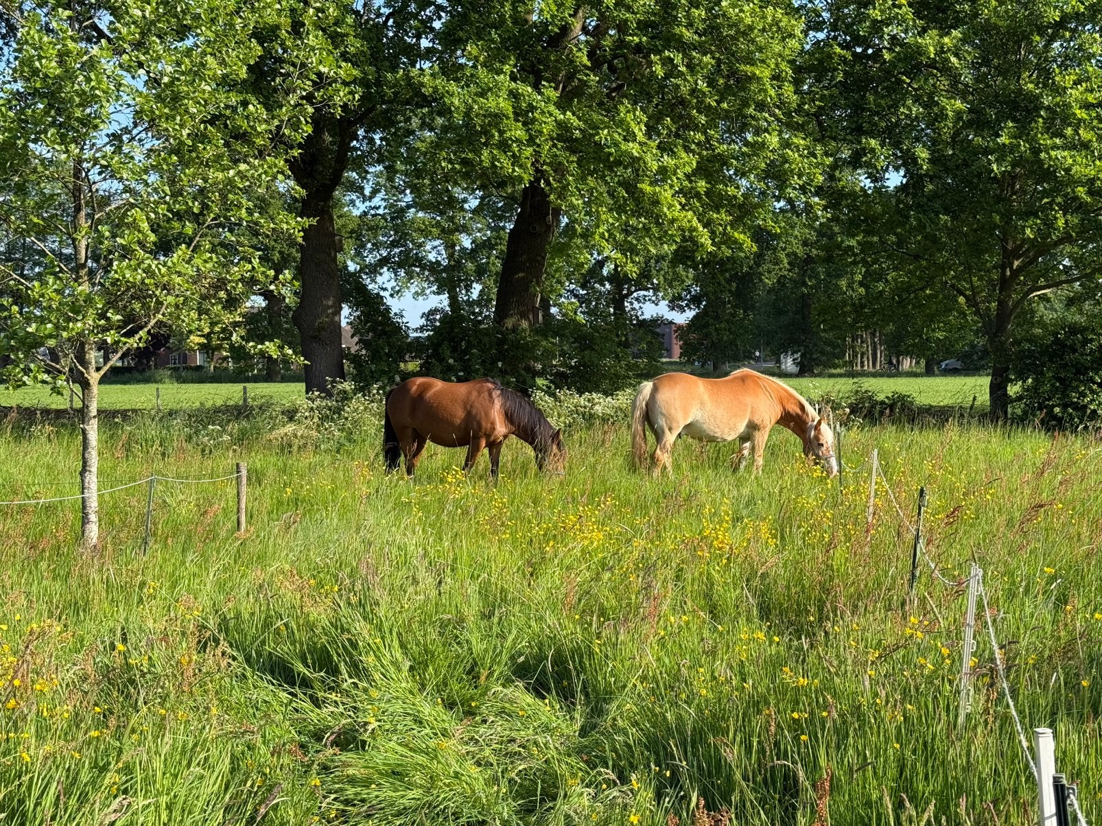 Gezocht, hulp met de verzorging van 3 pony’s, Dieren en Toebehoren, 2 of 3 paarden of pony's